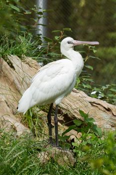 Spoonbill in it's natural habitat (zoo, Holland)