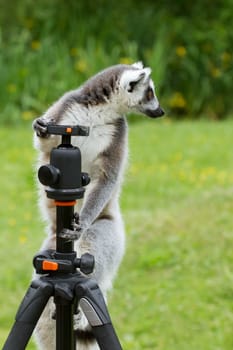 Ring-tailed lemur in captivity, sitting on a photographers tripod