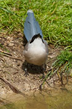 Northern Wheatear in a dutch zoo (captivity)