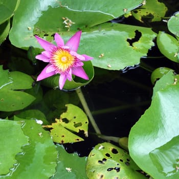 pink lotus flower blooming at summer