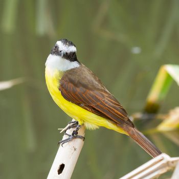 Close-up of a colorful great kiskedee in it's natural habitat