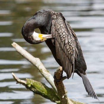 Cormorant in it's natural habitat (zoo, Holland)