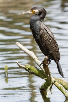 Cormorant in it's natural habitat (zoo, Holland)