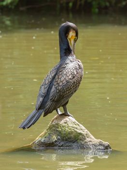 Cormorant in it's natural habitat (zoo, Holland)