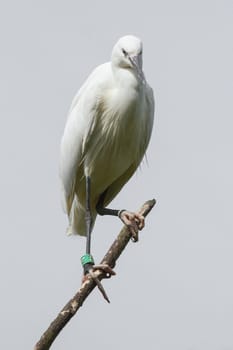 Little Egret (Egretta garzetta) in a tree