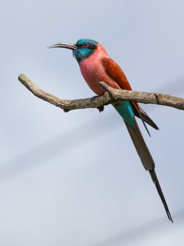 Northern Carmine Bee-Eater sitting on a tree limb