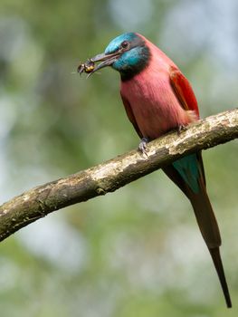 Northern Carmine Bee-Eater is eating a bumblebee