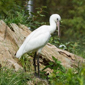 Spoonbill in it's natural habitat (zoo, Holland)