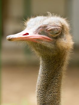 Ostrich standing in a zoo in Saigon (Vietnam)