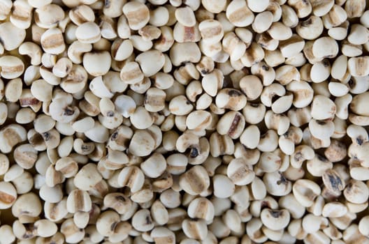  job's tears background , chinese pearl  barley