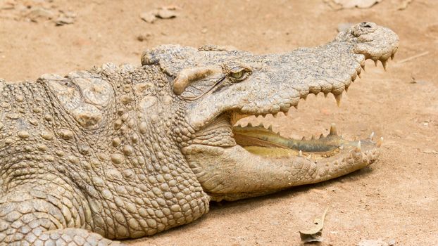 Crocodile resting in the sun (zoo Saigon, Vietnam)