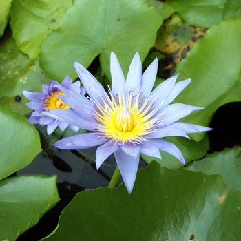 The blooming blue lotus in the natural pond