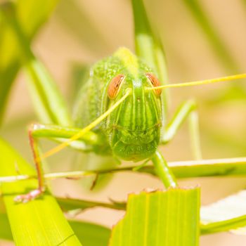 Large grasshopper from the front, eating grass