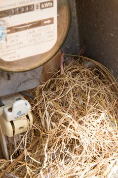 Nest of a sparrow in a cabinet with electrical meter (Vietnam)