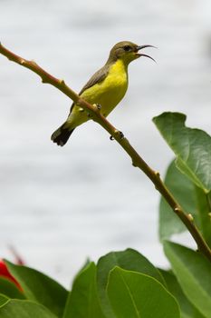 Olive Backed Sunbird - Female, Mui Ne, Vietnam