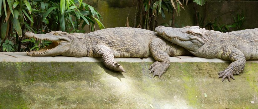 Crocodiles resting in the sun (zoo Saigon, Vietnam)