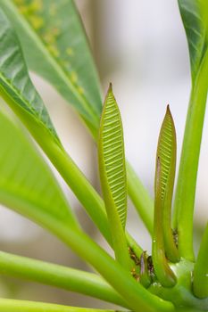 Young leaf growing, banana tree in Vietnam
