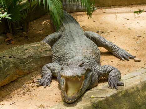 Crocodile resting in the sun (zoo Saigon, Vietnam)