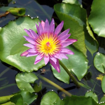 The blooming pink lotus in the natural pond