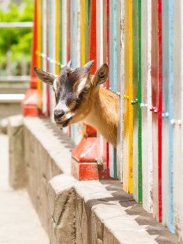 Brown goat looking through a colorful fence