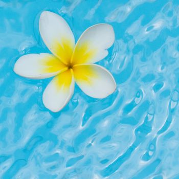 White flower on the bright blue water