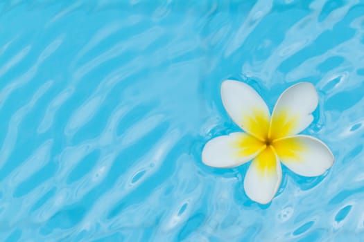 White flower on the bright blue water