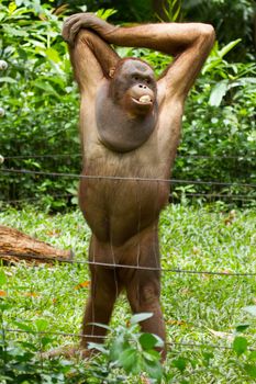 Orangutan (Pongo pygmaeus) in Saigon (Vietnam). Orangutans are currently found only in the rainforests of Borneo and Sumatra.