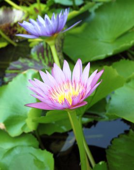pink lotus blooming with blue lotus background
