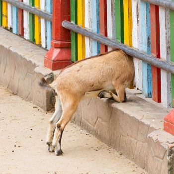 Brown goat looking through a colorful fence