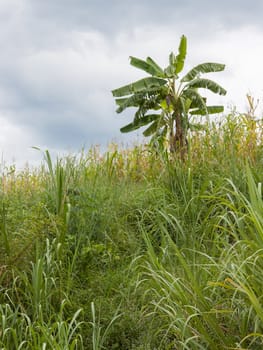 Banana tree hidden in the Vietnamese jungle