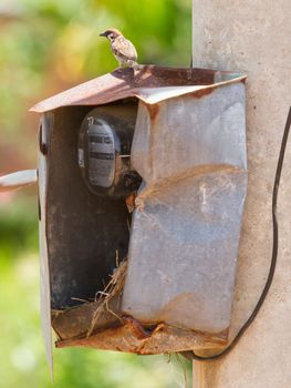 Sparrow and nest in a cabinet with electrical meter (Vietnam)