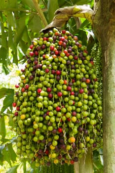Cluster of berries in a tree, Vietnam