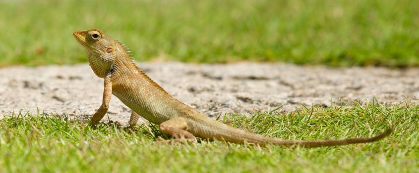 Close up of a lizard in the green grass