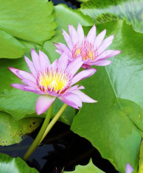 Two blooming pink lotus in the natural pond