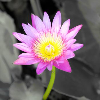 The blooming pink lotus in the natural pond