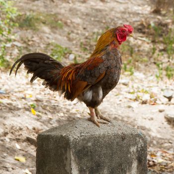 Rooster standing on a concrete pole, isolation