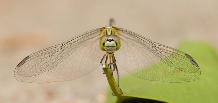 Large dragonfly resting on a leaf, Vietnam