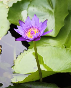 The blooming purple lotus in the natural pond