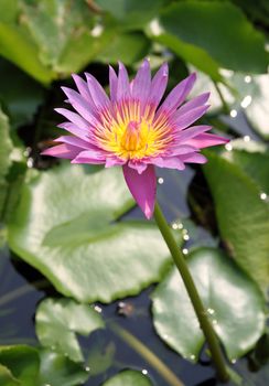 The blooming pink lotus in the natural pond