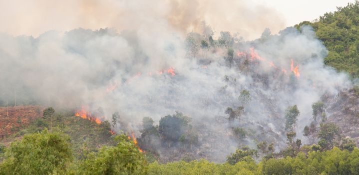 Starting forrest fire with lots of smoke, Vietnam