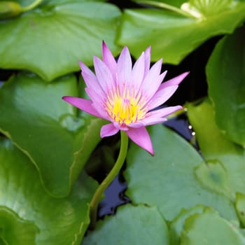 pink lotus flower blooming at summer