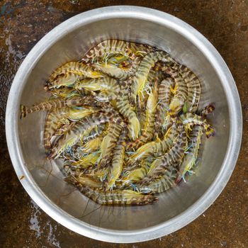 Live and very fresh tigerprawns at a Vietnamese market (Dong Hoi)