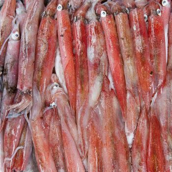 Fresh squid in the market (Dong Hoi, Vietnam)