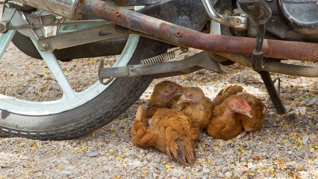 Brown chickens resting underneath a motorcycle, Vietnam