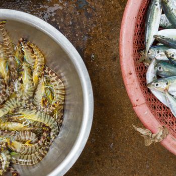 Live and very fresh tigerprawns at a Vietnamese market (Dong Hoi)