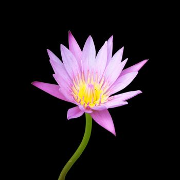 pink lotus flower blooming on black background