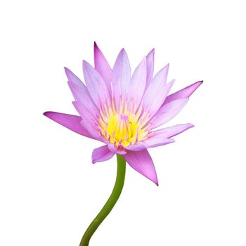 pink lotus flower blooming on white background