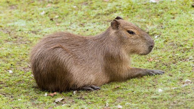 Capybara (Hydrochoerus hydrochaeris) resting on a green lawn
