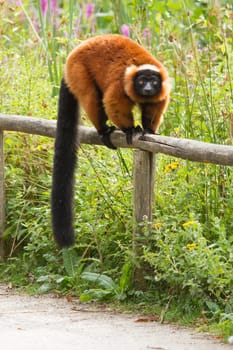 Crown maki on a wooden fence in a dutch zoo