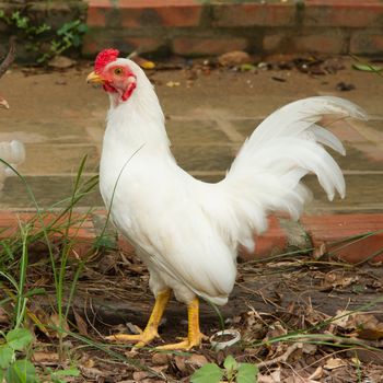 White rooster standing, isolation in it's natural environment